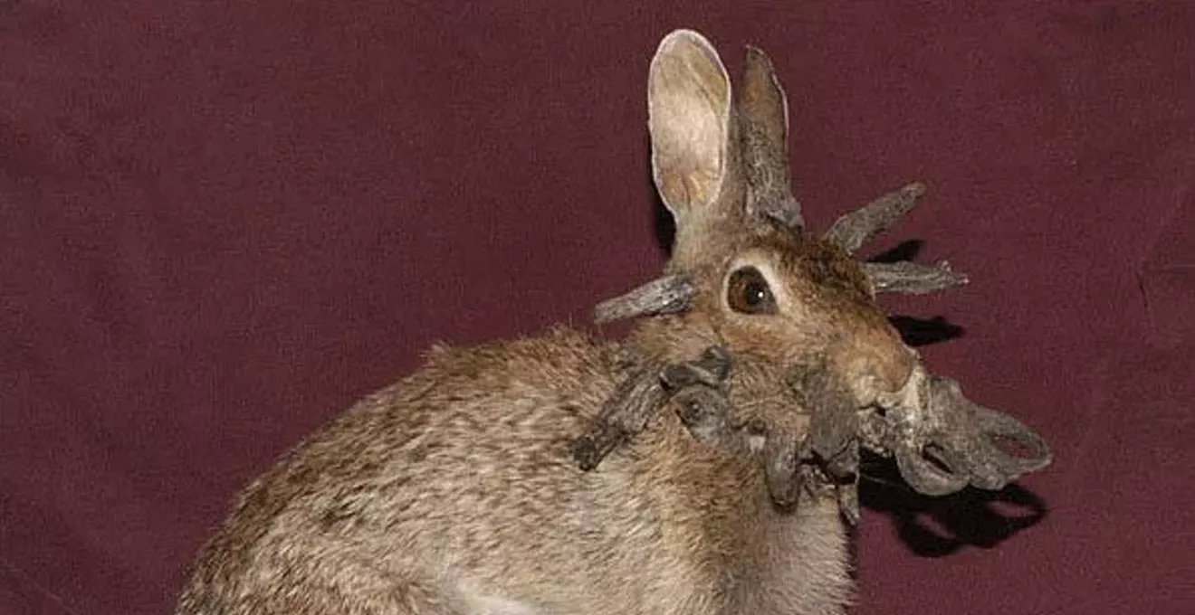 Colorado Rabbits Tentacles